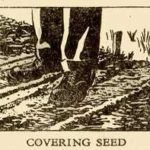 Covering Seed