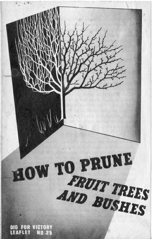 How to Prune Fruit Trees and Bushes Guide