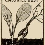 Applying Calomel Dust