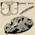 Cabbage White