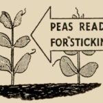 Peas Ready Sticking