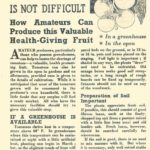 How to Grow Tomatoes DfV 8
