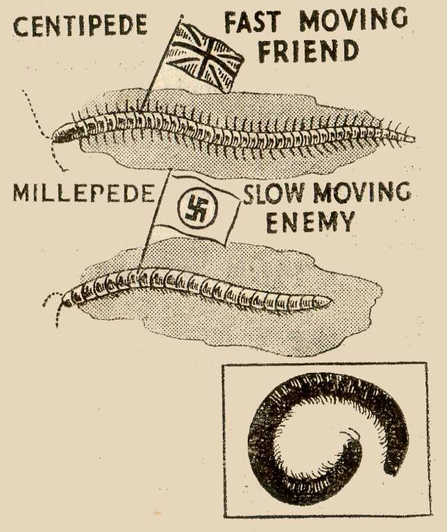 millipede centipede difference