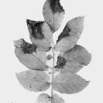 potato blight leaf