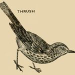 Bird Thrush