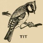 Bird Tit
