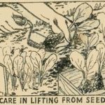 Lifting Brassica Seedlings