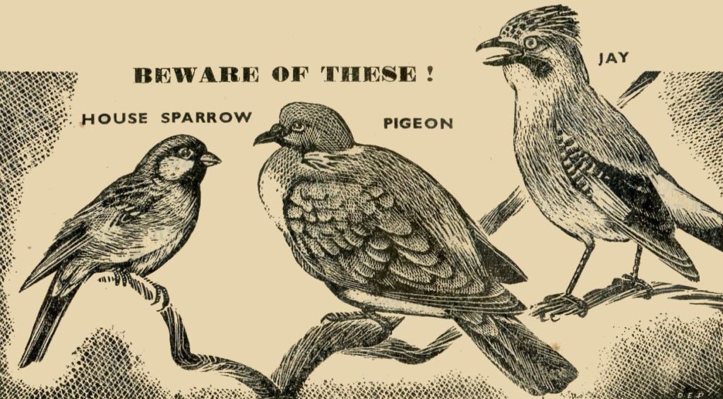 Pigeon Jay Sparrow