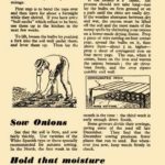 Onions, Sowing & Harvesting