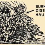 Burn Diseased Potato Haulm