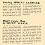Cabbage, Compost, Carrots & Successional Sowing