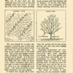 Apples, Rootstocks & Varieties