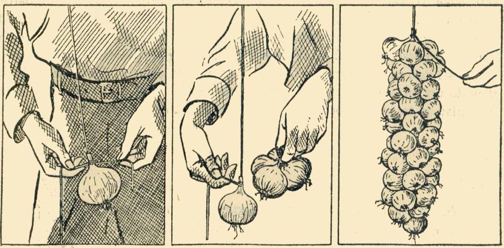 Stringing Onions